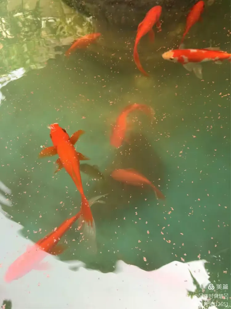 欢快的小鱼儿畅游